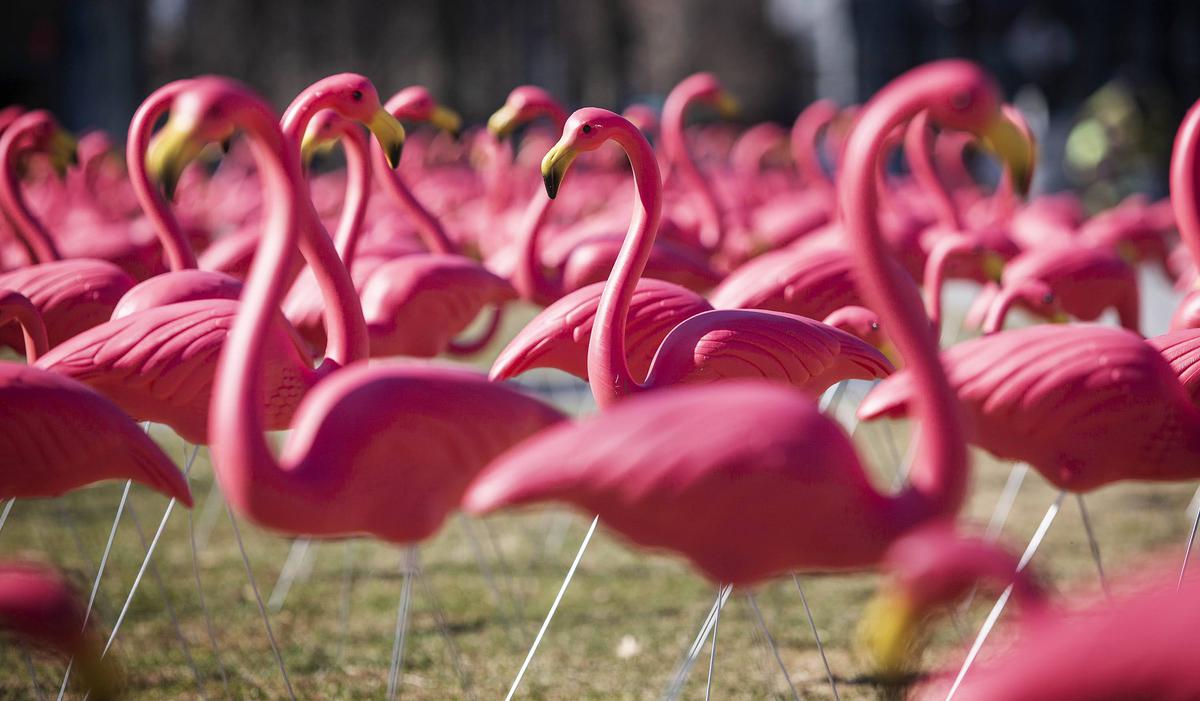 FLAMINGOS & FLAT TIRES
